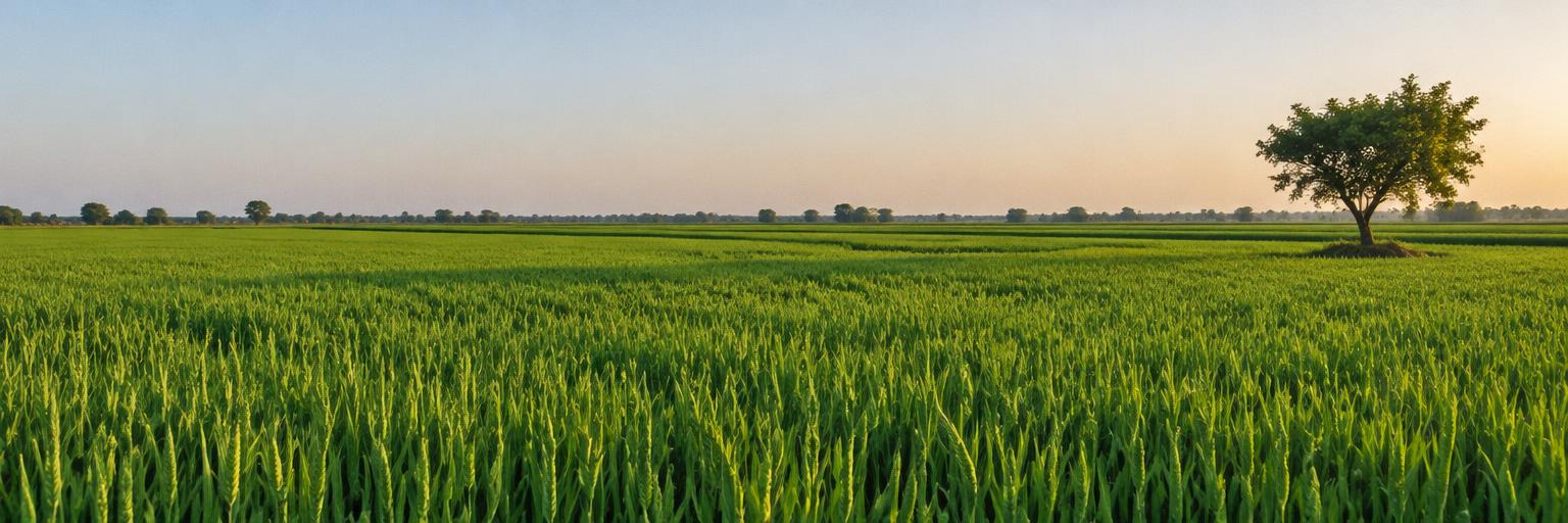 Sunlit green fields in Punjab